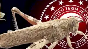 Bakanlıktan 'çekirge istilası' açıklaması... Ekonomik zarar oluşturan popülasyon yok