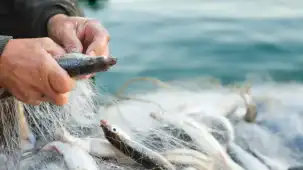 Egeli ihracatçılar Türkiye'nin su ürünleri ve hayvansal mamuller ihracatında liderliğini pekiştirdi