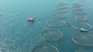Türkiye su ürünleri üretiminde rekor seviyeye ulaştı... Her 4 balıktan 1'i Muğla'da