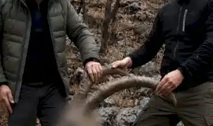 6 yıl önceki kaçak avın failleri tespit edildi! 5 yaban keçisi için ceza uygulandı