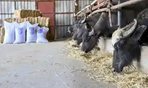 Ankara’da manda yetiştiricilerine ücretsiz yem desteği