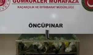 Gümrük Muhafaza'dan kaçakçılığa darbe! 2026'da 58 bin 519 canlı hayvan kurtarıldı
