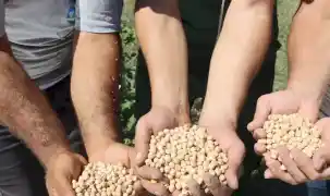 İzmit Belediyesi'nin nohut hasadı sofralara bereket olacak