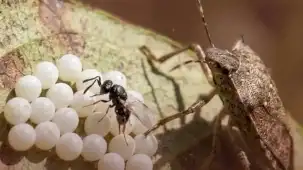 Kahverengi kokarca ile biyolojik mücadelede yeni adım... 1,6 milyon samuray arısı doğaya salındı