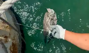 Kanadına misina dolandı... İzmir'den özgürlüğe uçuruldu