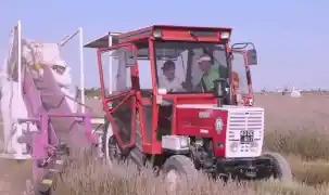Lavantanın hikayesi başlıyor