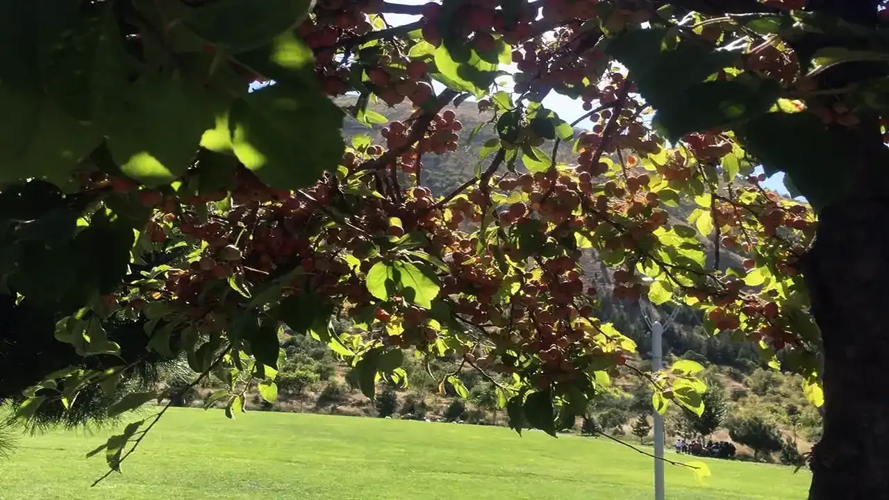 Kayseri Ali Dağı kafe bahçesinde süs elması