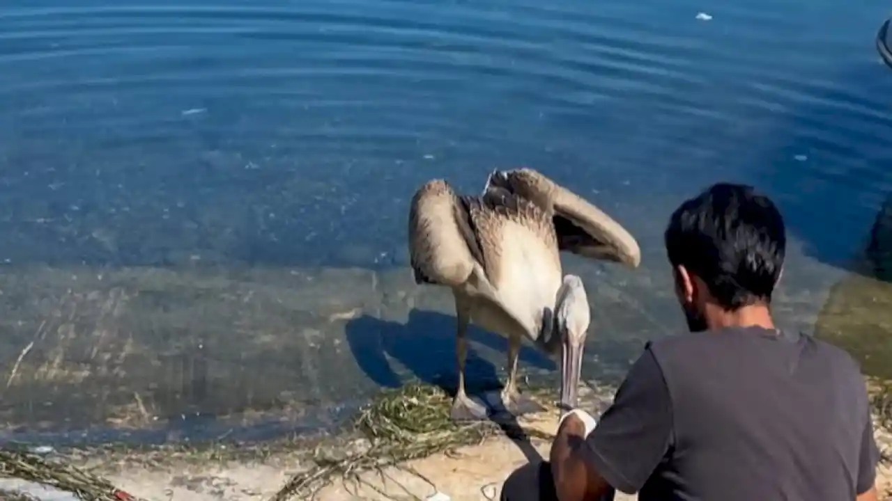 Mudanya’da yorgun pelikan koruma altına alındı