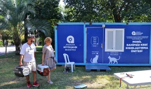 Antalya'da sahipsiz kedilere kısırlaştırma hizmeti