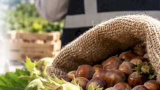 Fındık piyasasında mercek büyütüldü! Ordu ve Giresun’da müfettişler sahada