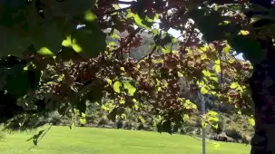 Kayseri Ali Dağı kafe bahçesinde süs elması