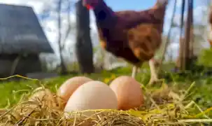 Kümes hayvancılığında üretim arttı! Tavuk yumurtası ve etinde yükseliş