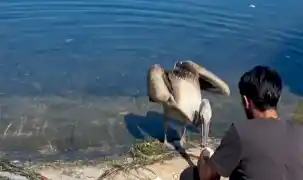 Mudanya’da yorgun pelikan koruma altına alındı