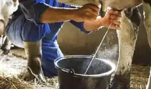 Ticari süt toplama arttı, içme sütü üretimi geriledi