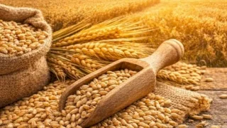 TMO, buğday ve arpa satışını 1 Eylül’de başlatıyor