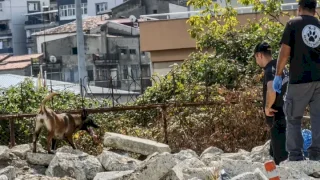 Trabzon, arama köpekleri için K‑9 eğitim üssü kurdu