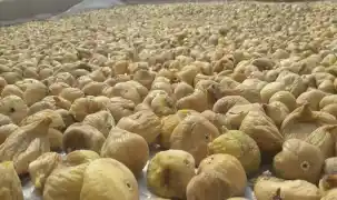 Türk kuru incirinin ihracat yolculuğu başlıyor... Uzakdoğu kuru incirimizi çok sevdi