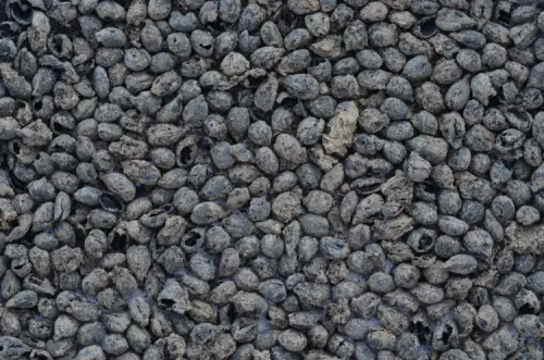 Yassıtepe kazılarında 5 bin yıllık ticaret ve kent yaşamı izleri bulundu