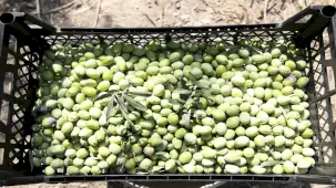 Mersin'de zeytin fidanı desteğiyle hasat sevincine ulaşıldı